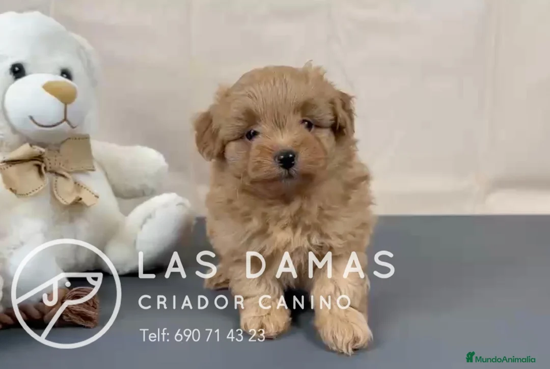 Pomapoo perros en venta: Pomapoo disponibles - Anuncio 2