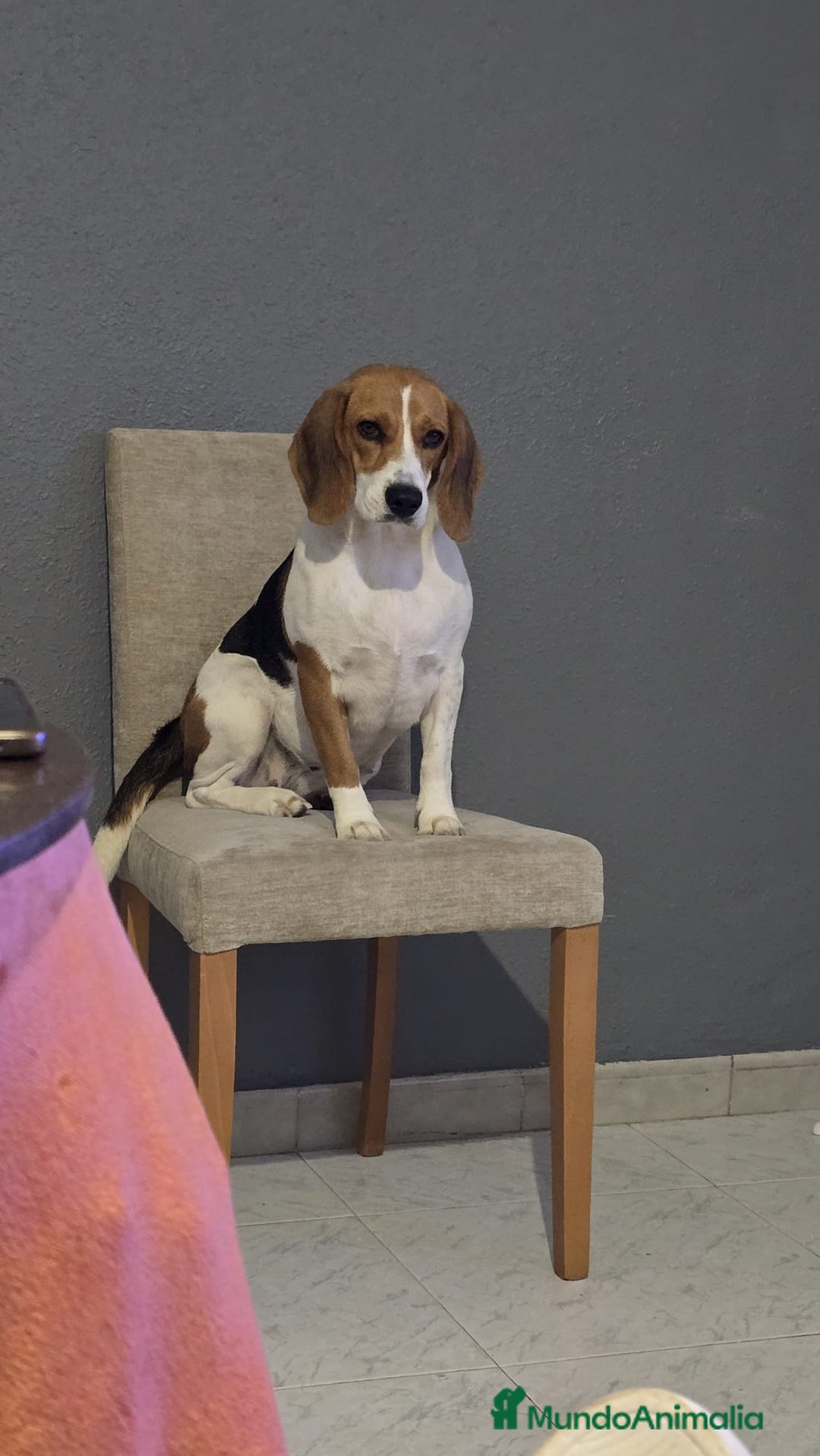 Beagle perros en venta: BEAGLES - Anuncio 3