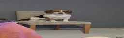 Beagle perros en venta: BEAGLES - Anuncio 3