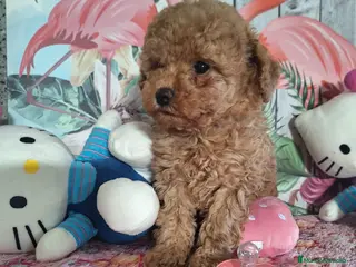 Raza Mixta perros en venta: Cachorros de Caniche - Anuncio 2