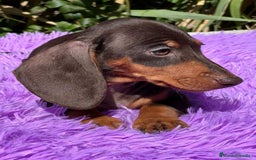 Teckel Miniatura perros en venta: TECKEL MINIATURA DISPONIBLES - Imagen 5