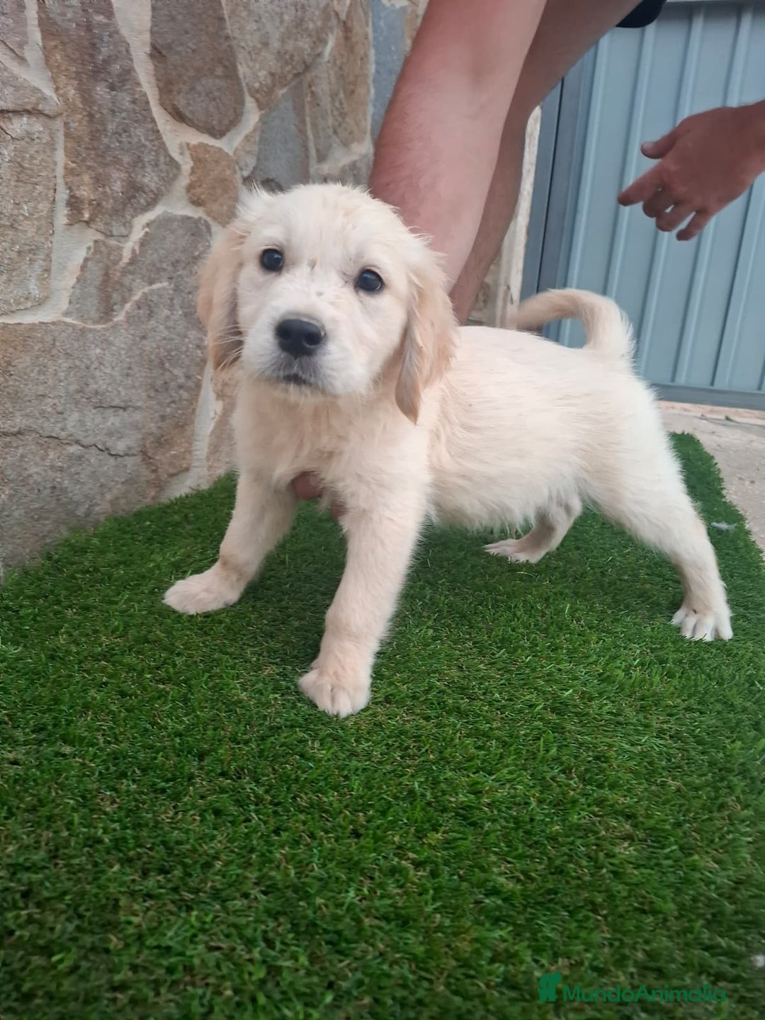 Golden Retriever perros en venta: Golden Retriever  - Imagen 2