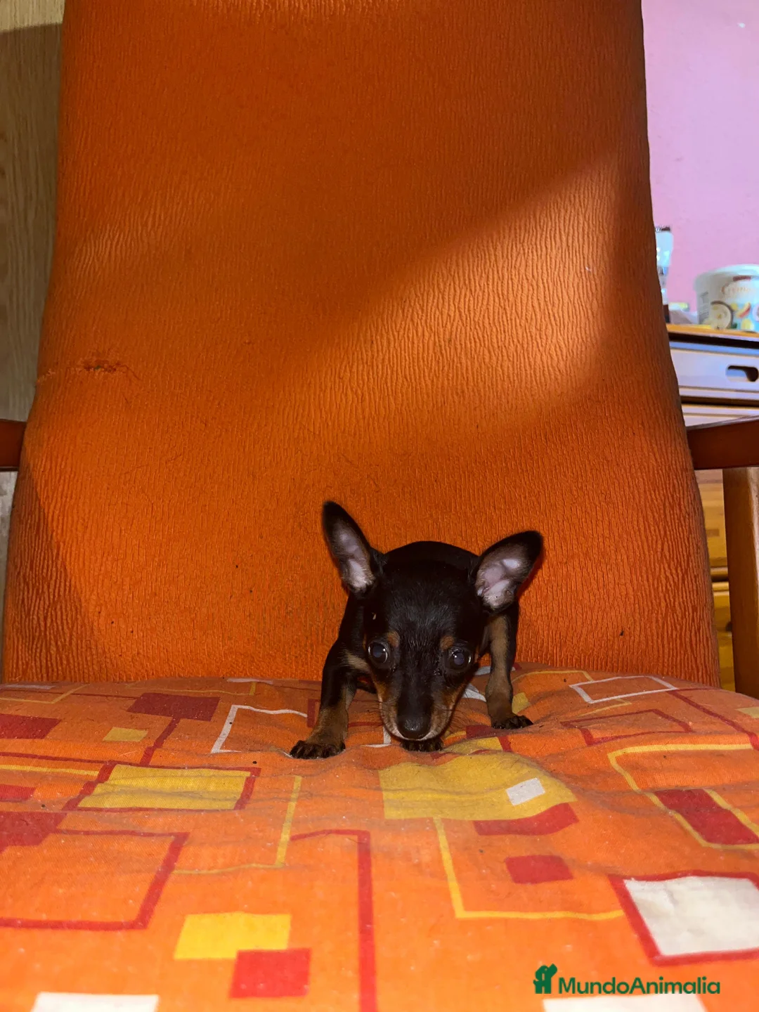 Ratón de Praga perros en venta: Ratón de Praga  en Sevilla - Anuncio 2