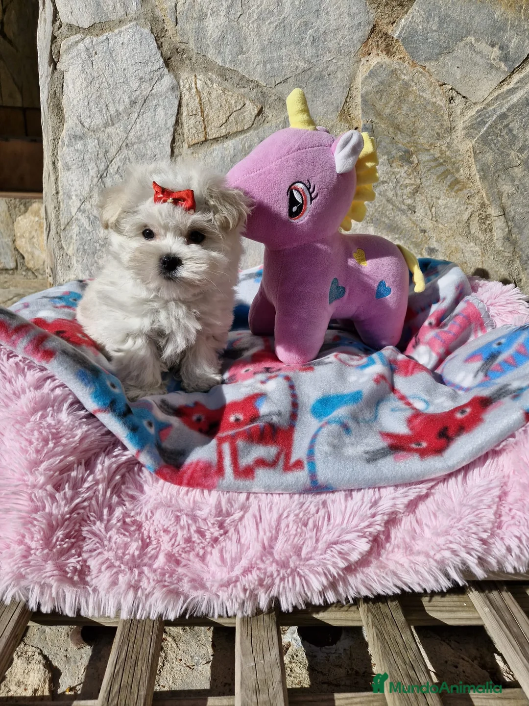 Bichón Maltés perros en venta: Bichón Maltés preciosos  en Barcelona - Anuncio 4