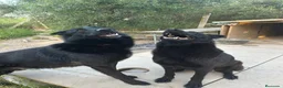 Pastor Alemán perros en venta: Pastores alemanes machos negros solidos - Anuncio 2