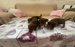 Pinscher Miniatura perros en venta: Pinscher miniatura chocolate  - Imagen 15