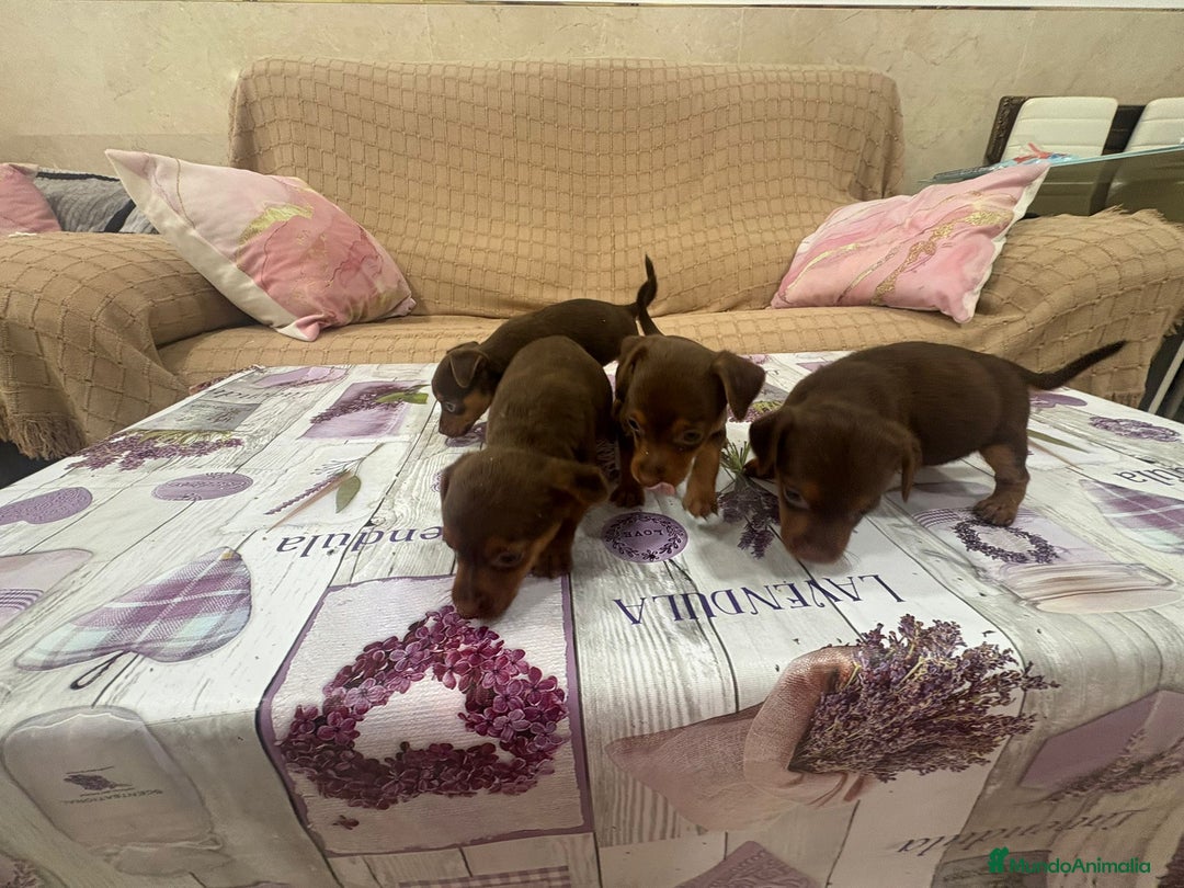 Pinscher Miniatura perros en venta: Pinscher miniatura chocolate  - Imagen 15