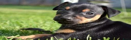 Pinscher Miniatura perros en venta: MINI PINCHER NEGRO FUEGO CACHORROS  - Anuncio 6