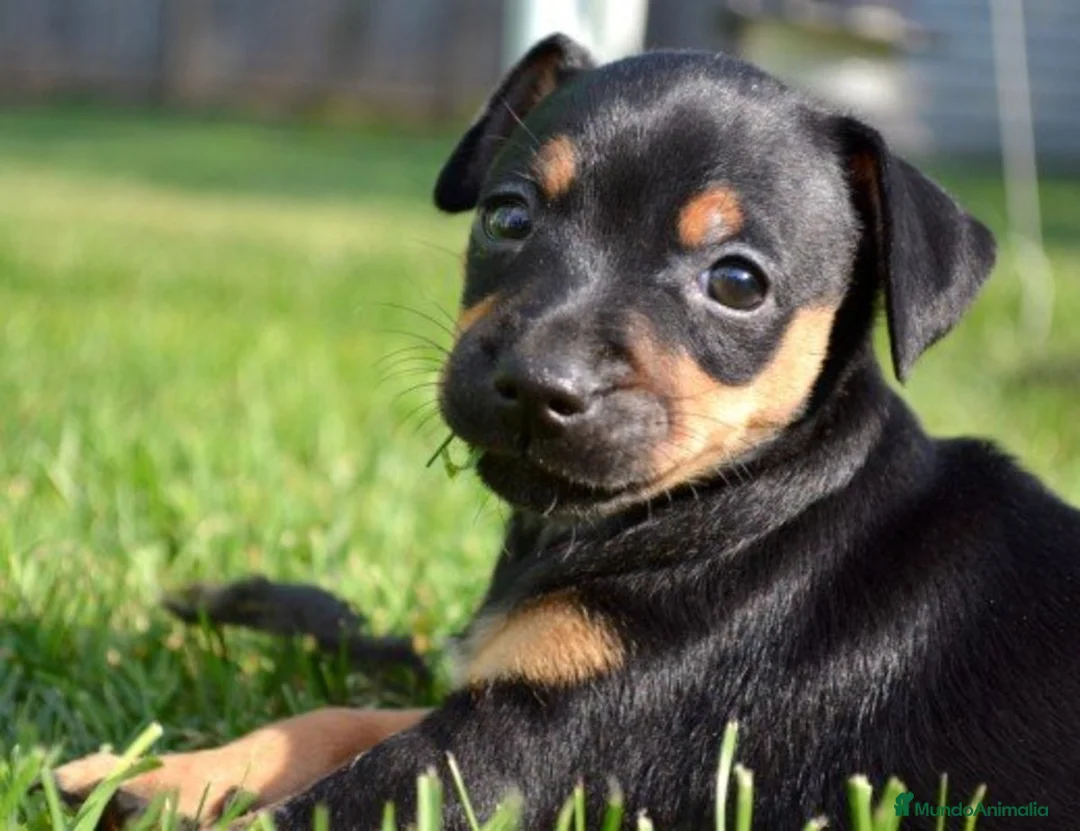 Pinscher Miniatura perros en venta: MINI PINCHER NEGRO FUEGO CACHORROS  - Anuncio 6
