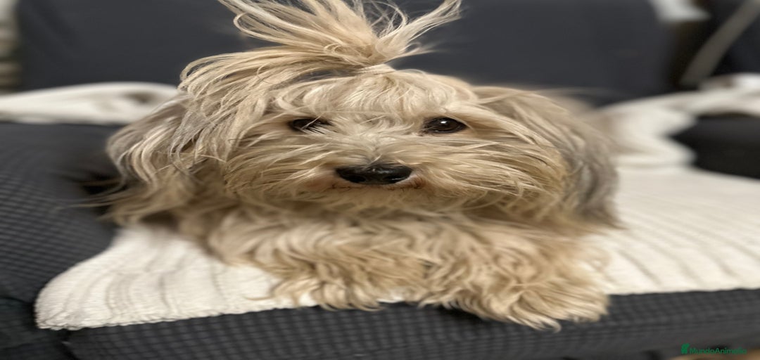 Imagen de galería {{count}}