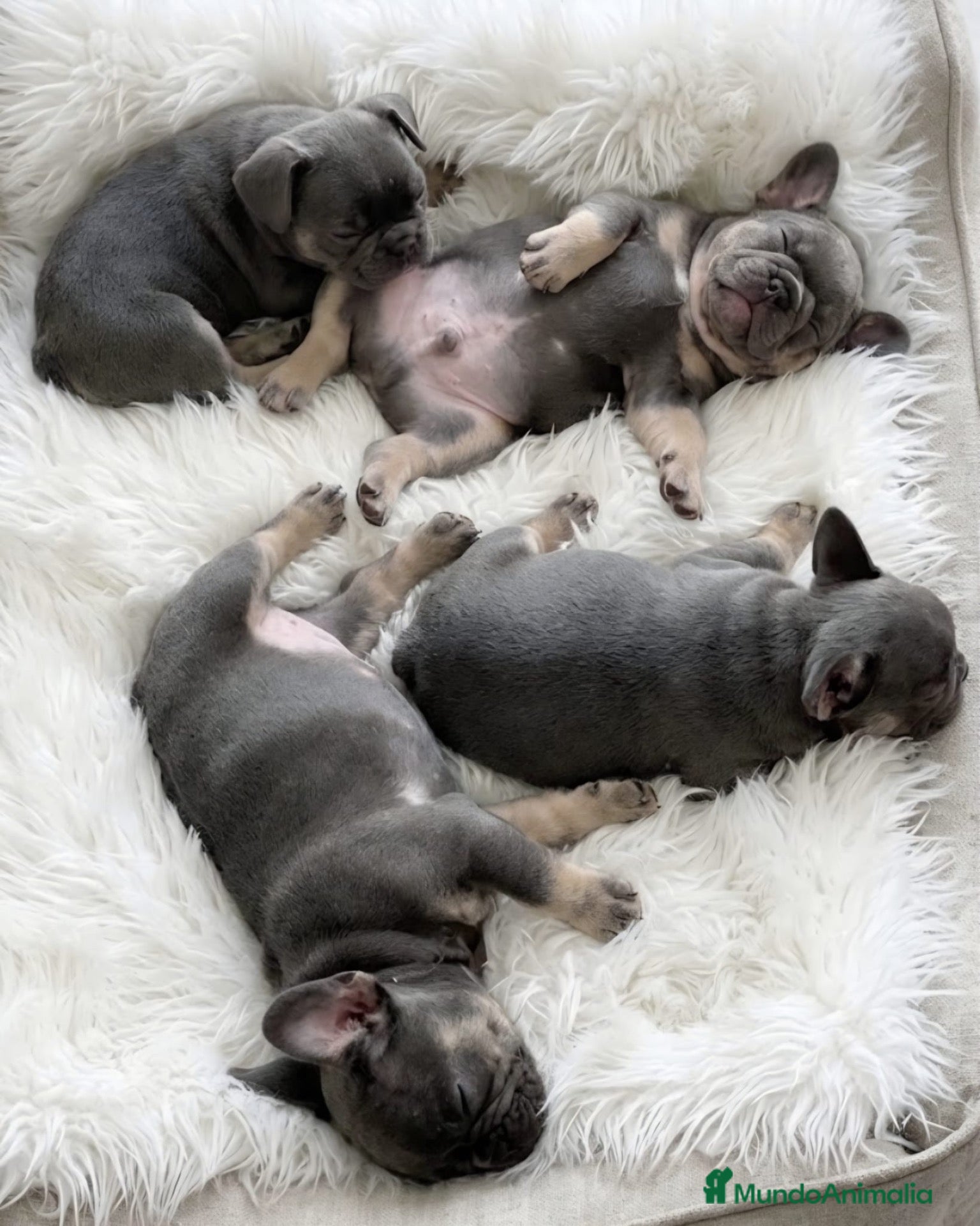 Bulldog Francés perros en venta: Bulldog francés Exótico  - Anuncio 1