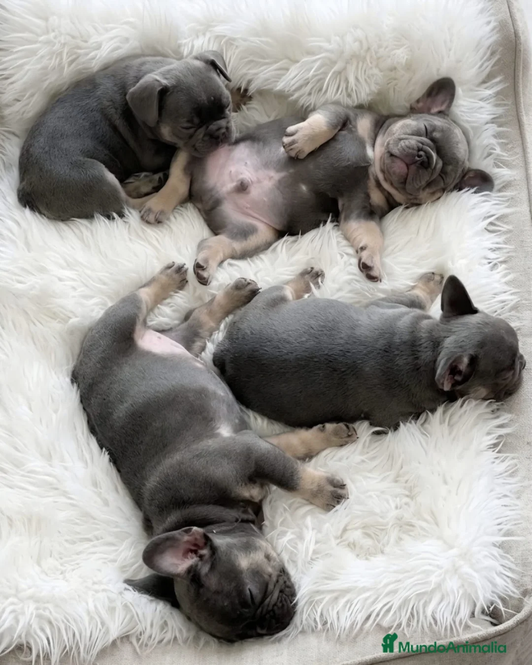 Bulldog Francés perros en venta: Bulldog francés Exótico  - Anuncio 1