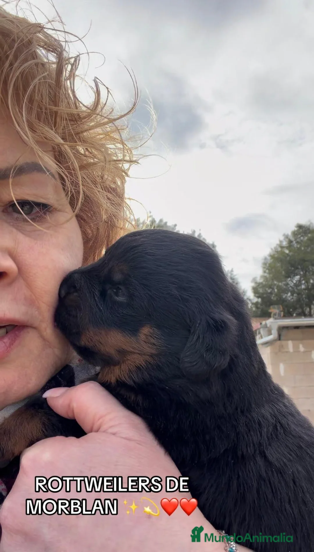 Rottweiler perros en venta: CACHORROS DE ROTTWEILER  - Anuncio 1