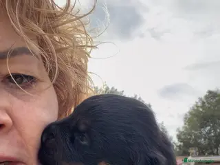 Rottweiler perros CACHORROS DE ROTTWEILER - Anuncio 1