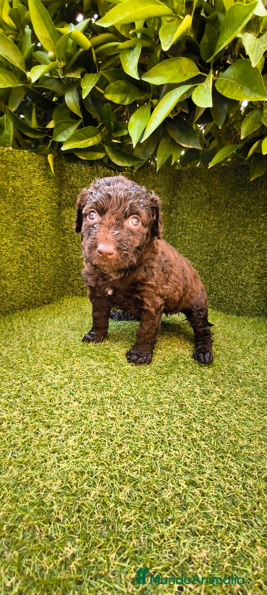 Perro de Agua Español perros perro agua hembra chocolate  - Anuncio 1