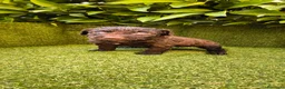 Perro de Agua Español perros en venta: perro agua hembra chocolate  - Anuncio 1
