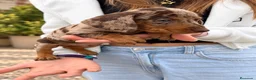 Teckel Miniatura perros en venta: Miniatura arlequín chocolate - Anuncio 2