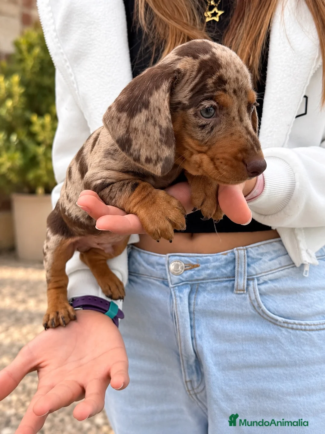 Teckel Miniatura perros en venta: Miniatura arlequín chocolate - Anuncio 2