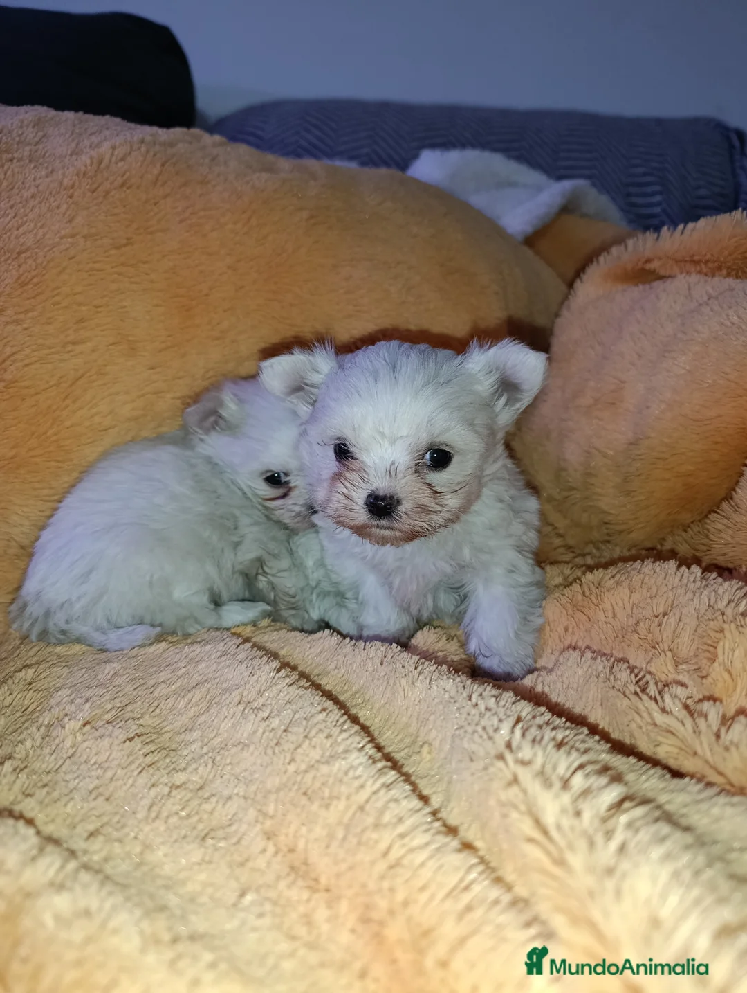 Bichón Maltés perros en venta: Último macho de bichón maltes  - Anuncio 2