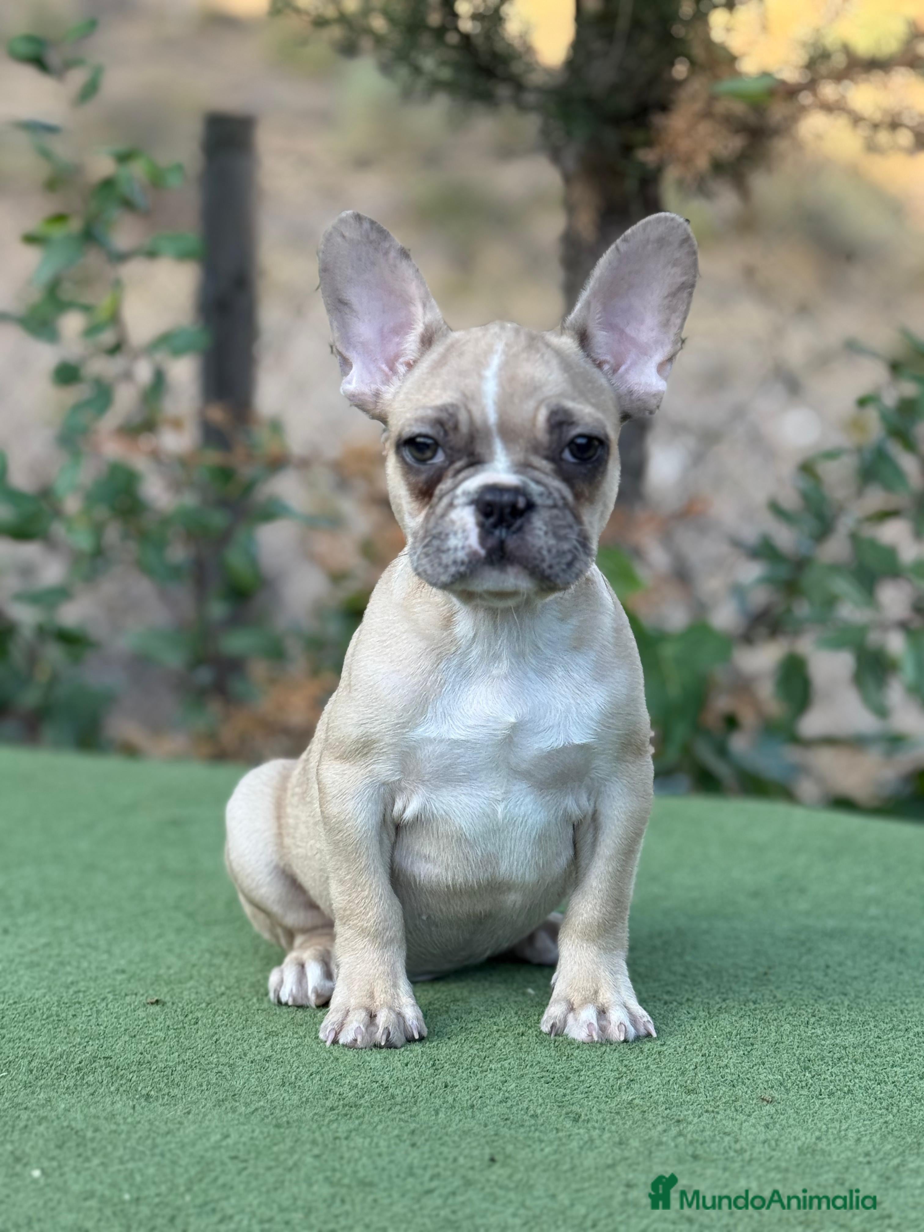 Bulldog Francés perros Bulldog francés crema arena macho precioso - Anuncio 34