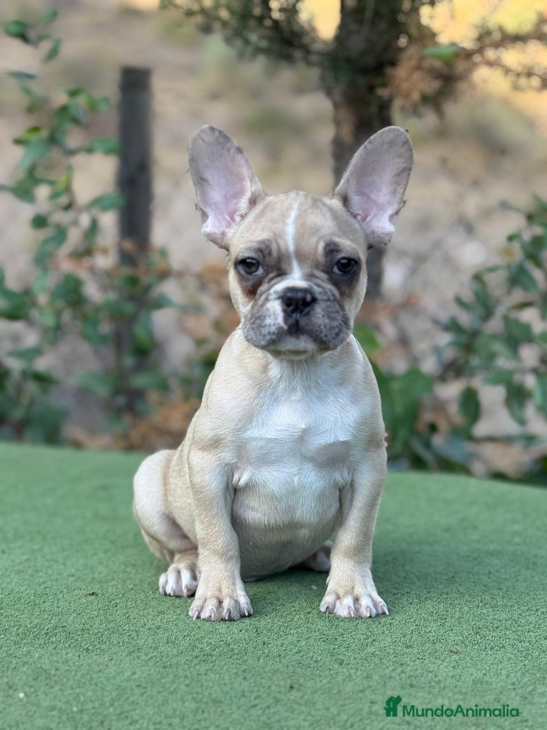 Bulldog Francés perros en venta: Bulldog francés crema arena macho precioso - Imagen 1