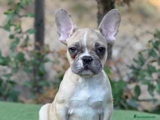 Bulldog Francés perros - Anuncio 9