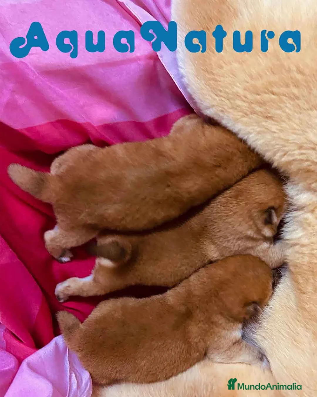 Shiba Inu perros en venta:  Camada Shiba Inu de Maya y Silvio AQUANATURA en Barcelona - Anuncio 7