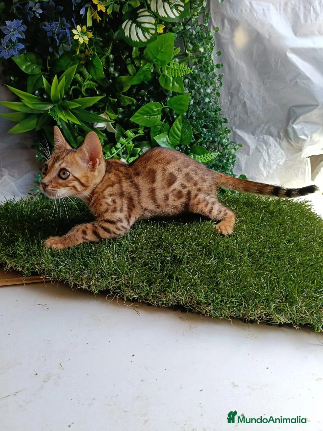 Bengalí gatos en venta: Gatos Bengalí  - Anuncio 1