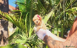 Maltipoo perros en venta: Maltipoos espectaculares, linea coreana. - Imagen 1