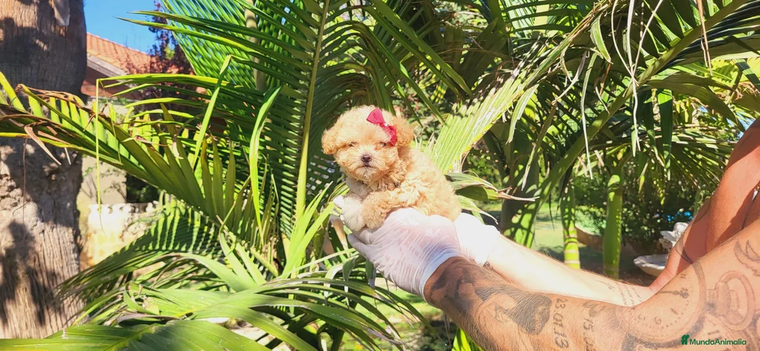 Maltipoo perros en venta: Maltipoos espectaculares, linea coreana. - Anuncio 1