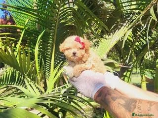 Maltipoo perros Maltipoos espectaculares, linea coreana. - Anuncio 1