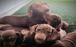 Teckel perros en venta: Teckel chocolate y Arlequín  - Imagen 18