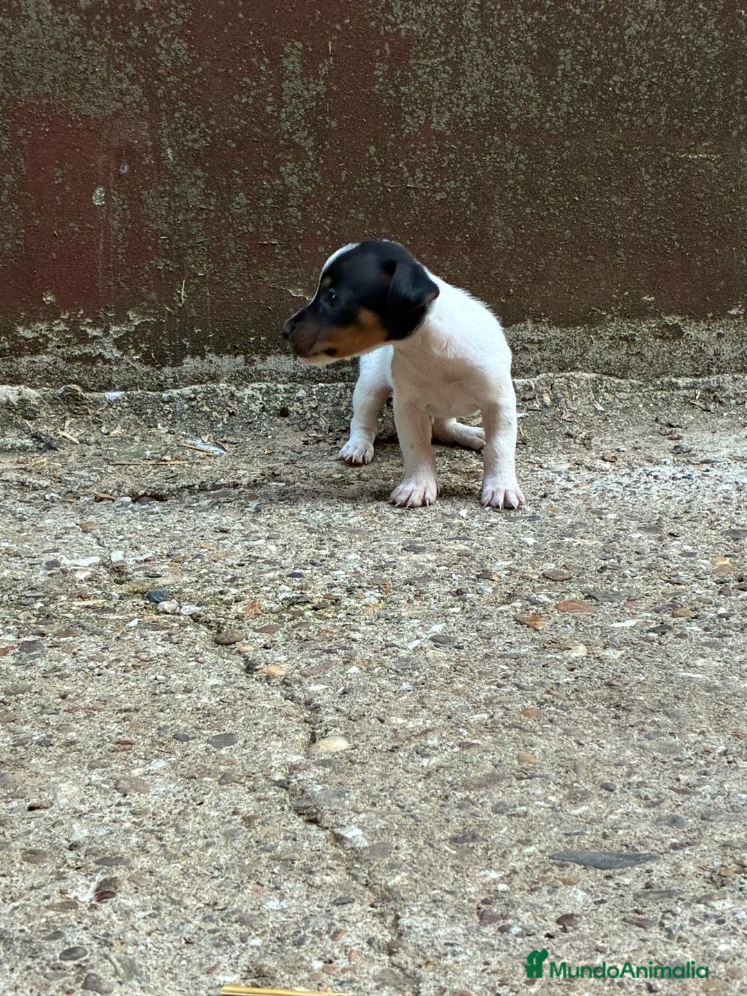 Jack Russell Terrier perros en venta: Nueva camada Jack Russell  - Imagen 8