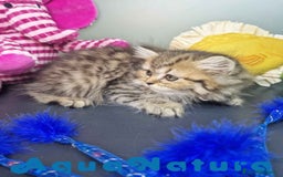 Británico de Pelo Largo gatos en venta: British Longhair Hembra 7725 AQUANATURA - Imagen 7