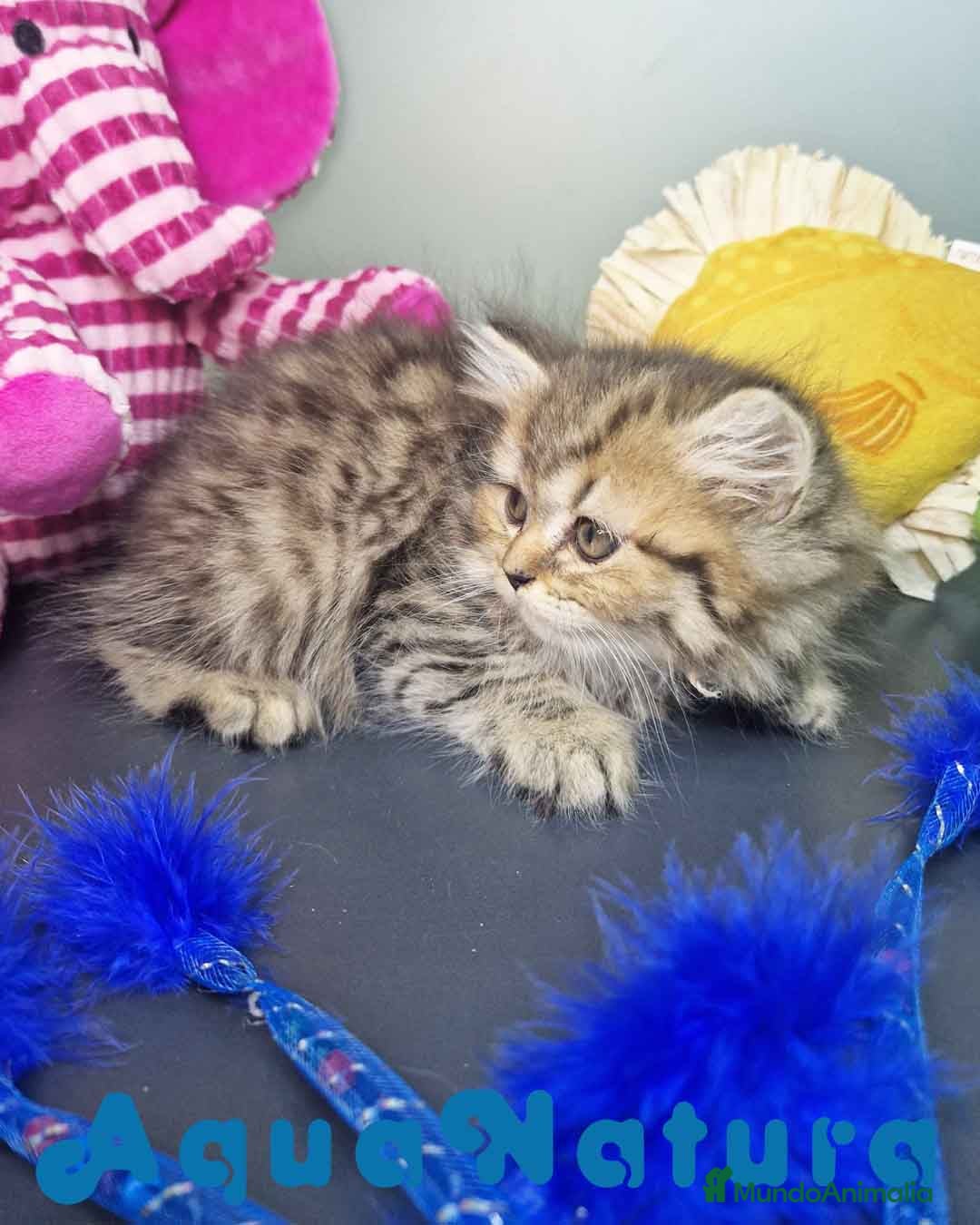 Británico de Pelo Largo gatos en venta: British Longhair Hembra 7725 AQUANATURA - Imagen 7