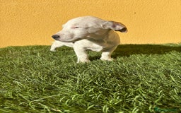 Jack Russell Terrier perros en venta: Jack Russell macho pata corta  - Imagen 9