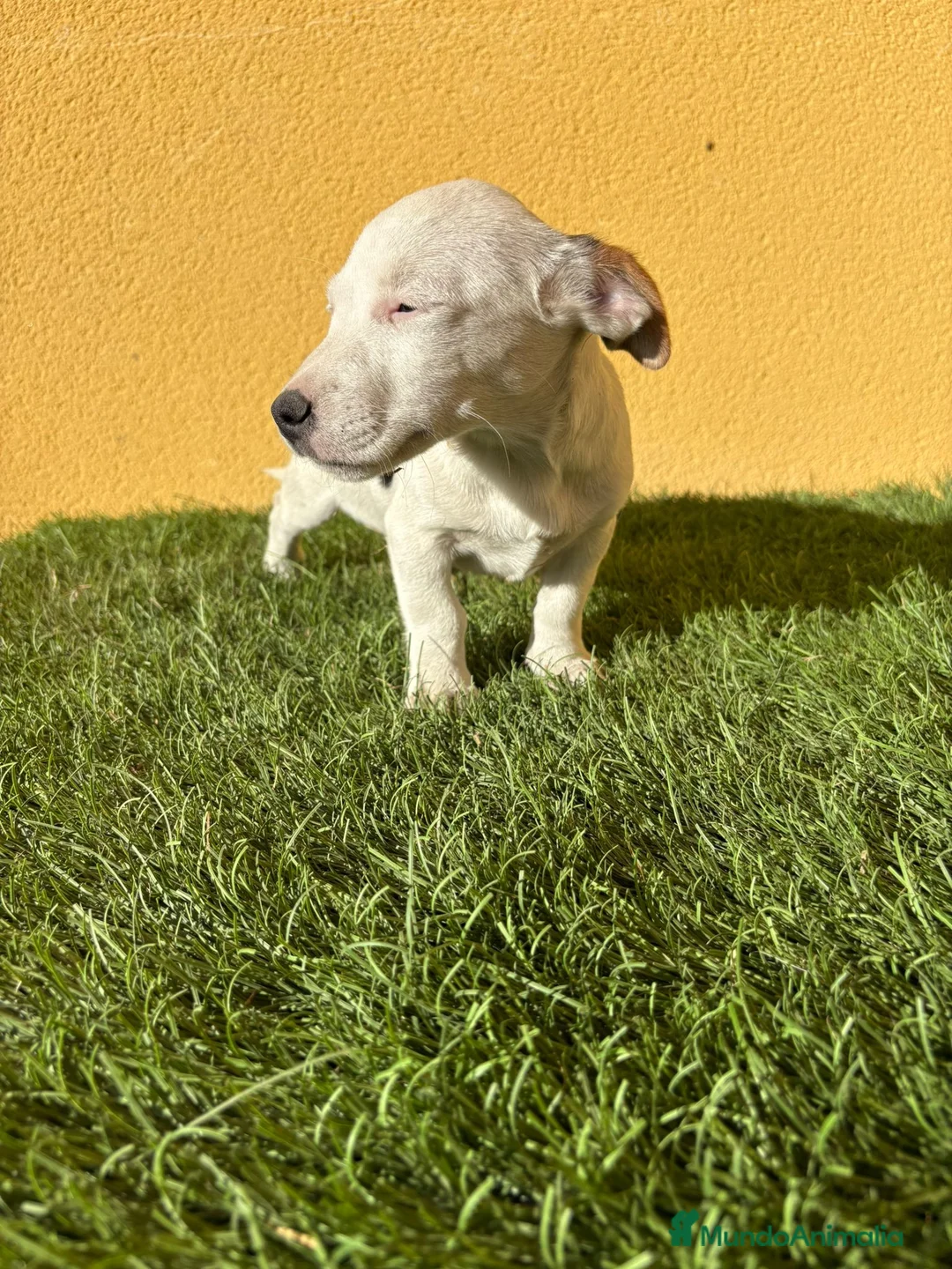 Jack Russell Terrier perros en venta: Jack Russell macho pata corta  - Anuncio 9