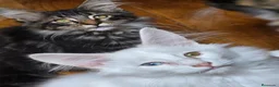 Bosque de Noruega gatos en venta: Bosques de Noruega  - Anuncio 8