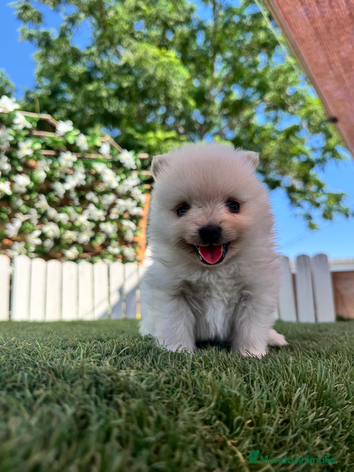 Pomerania perros en venta: POMERANIA - Anuncio 8