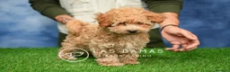 Caniche Enano perros en venta: Caniche Enano - Anuncio 5