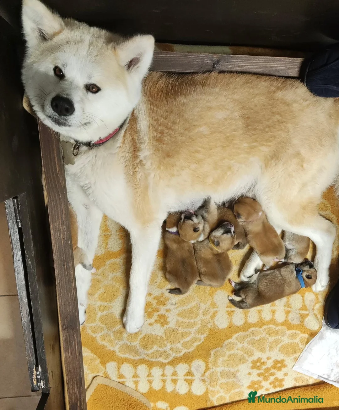 Akita Inu perros en venta: Akita inu japonés  - Anuncio 2