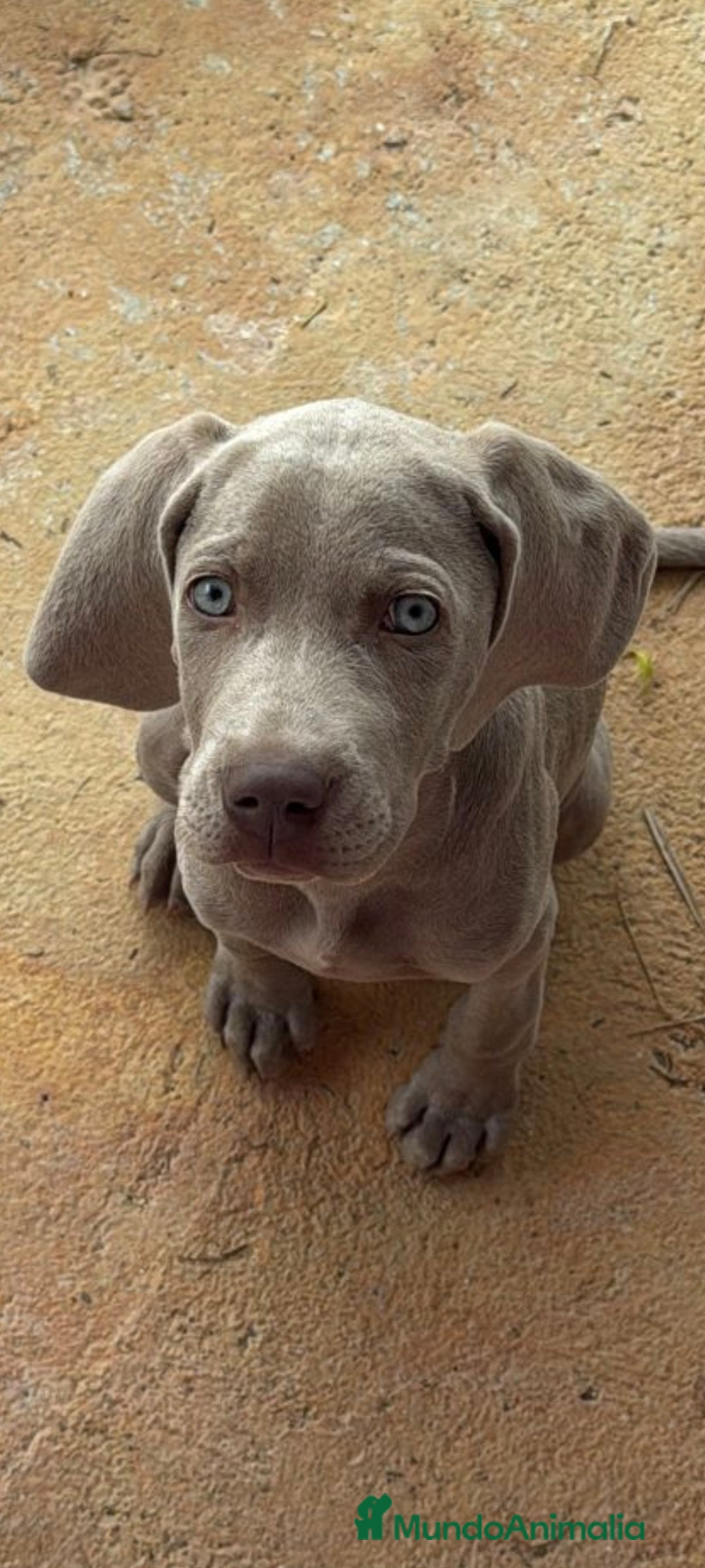 Weimaraner perros en venta: Bracos de Weimar  - Anuncio 5