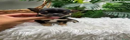 Chihuahua perros en venta: CHIHUAHUA  - Anuncio 6