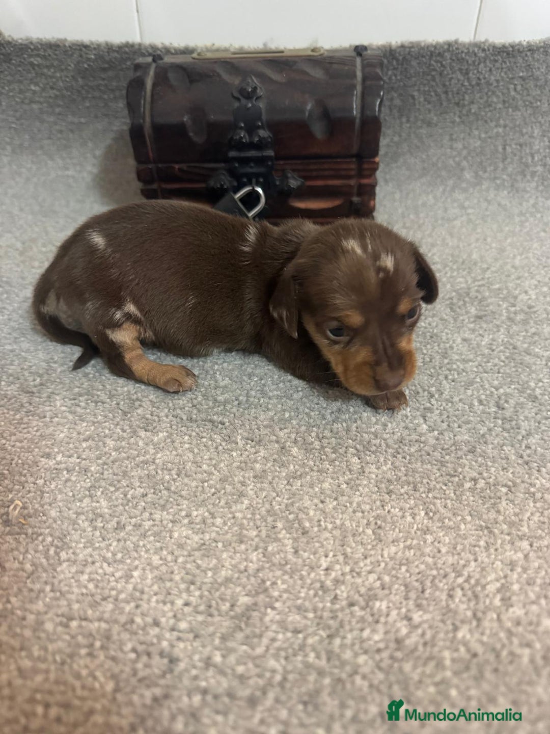 Teckel Miniatura perros en venta: Teckel Hembra kanichen - Anuncio 1