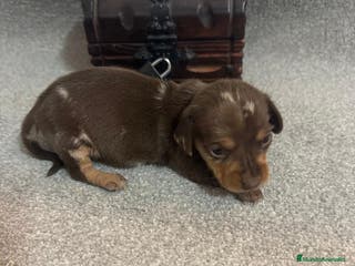 Teckel Miniatura perros Teckel Hembra kanichen - Anuncio 1