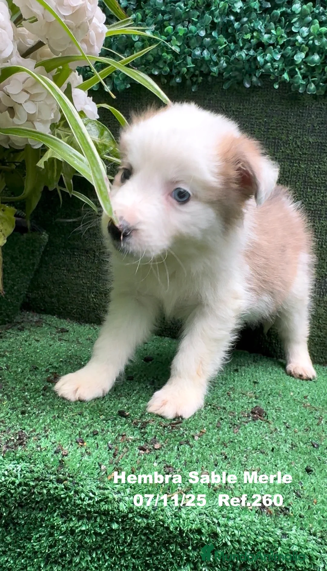 Border Collie perros en venta: Border Collie  - Anuncio 4