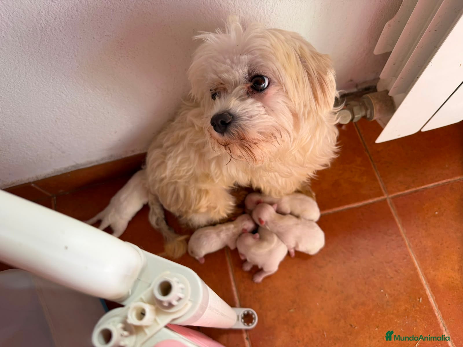 Bichón Maltés perros Bichón maltés  - Anuncio 1