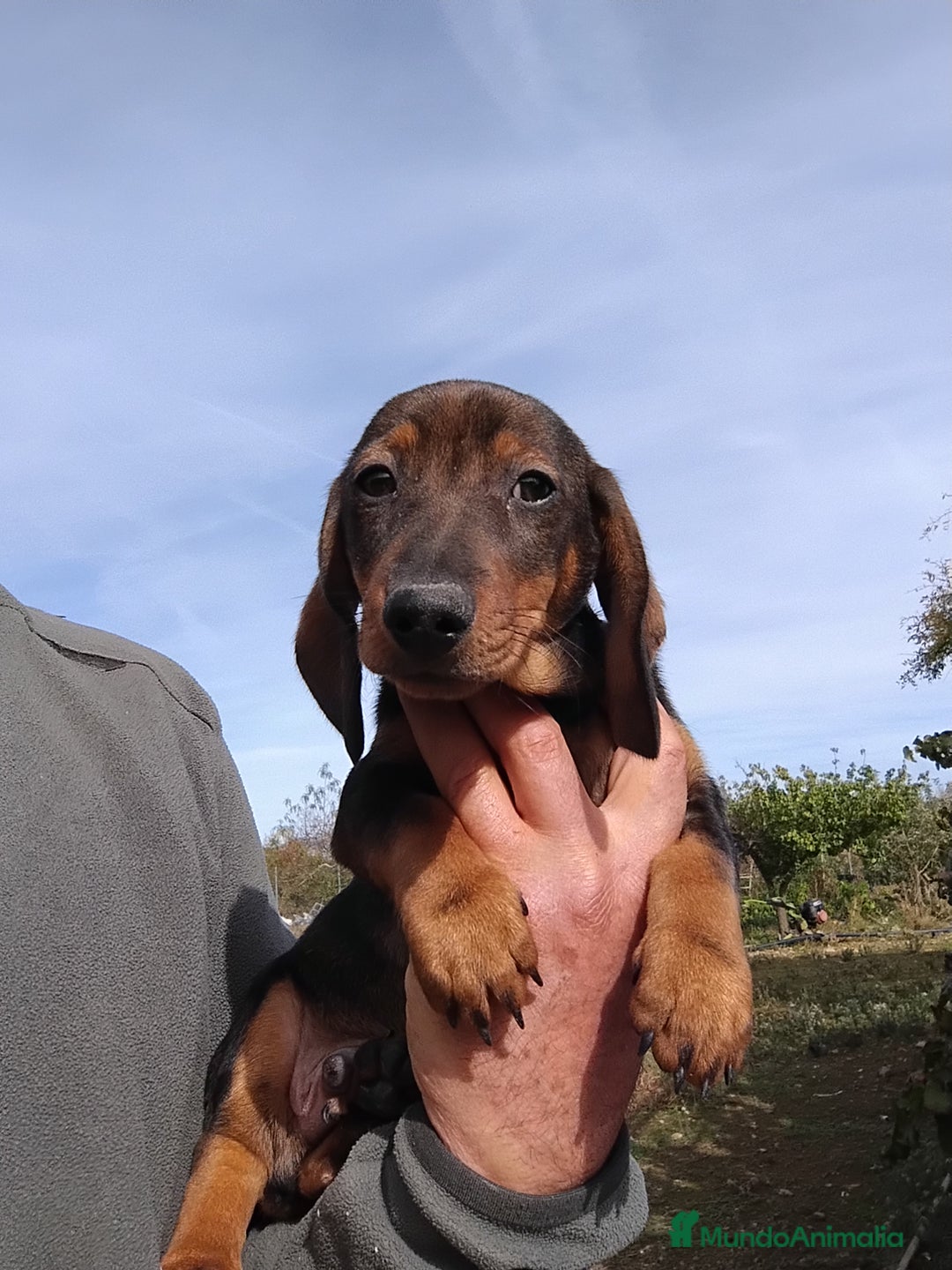 Teckel perros en venta: Cachorro macho teckel pelo corto  - Imagen 4