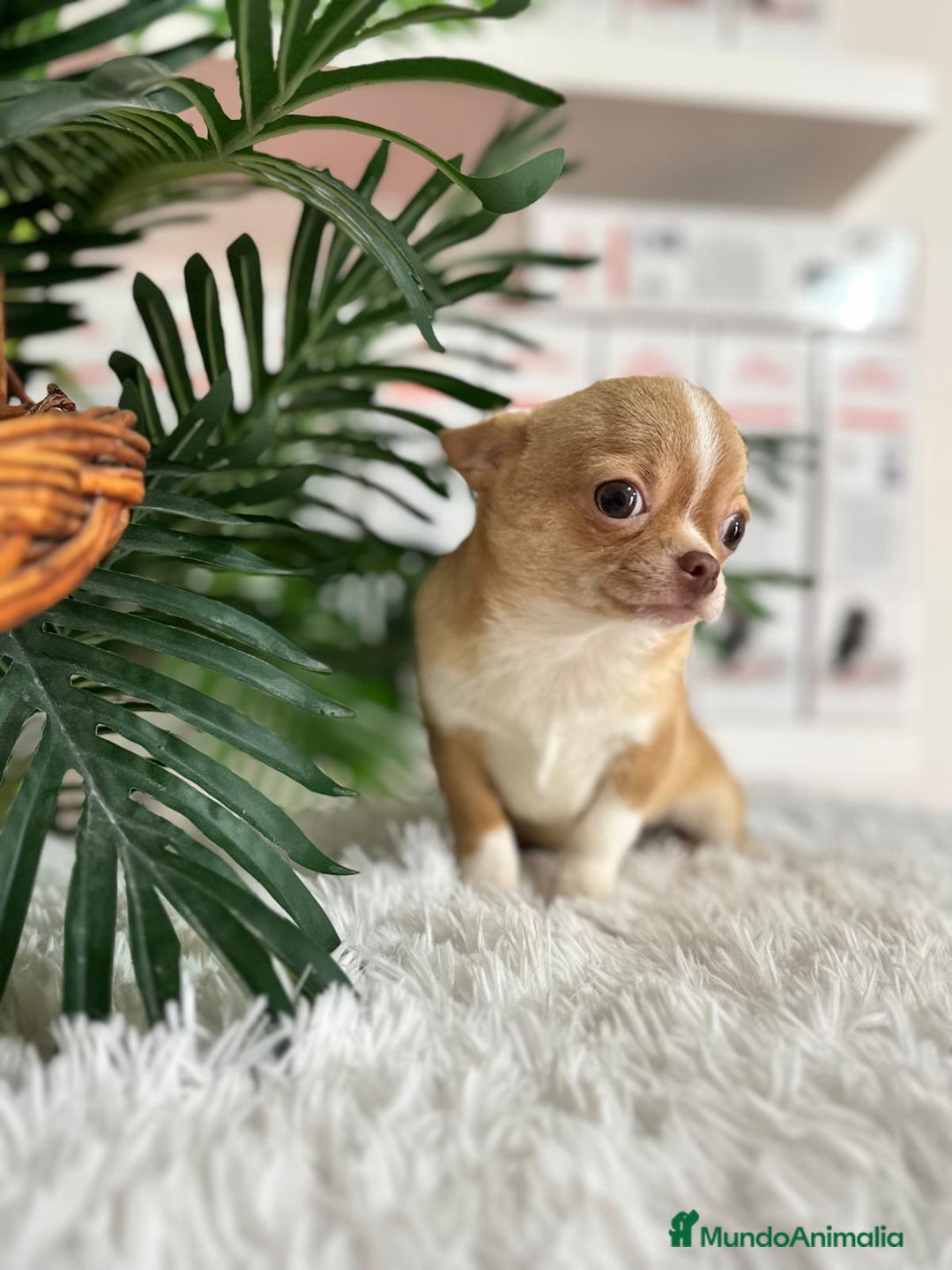 Chihuahua perros en venta: CHIHUAHUA MACHO ADULTO - Anuncio 14