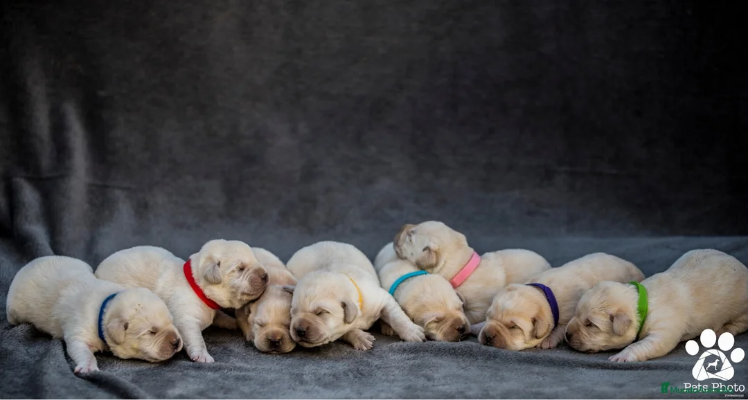 Labrador Retriever perros en venta: Cachorros de labrador retrievers amarillos - Anuncio 10